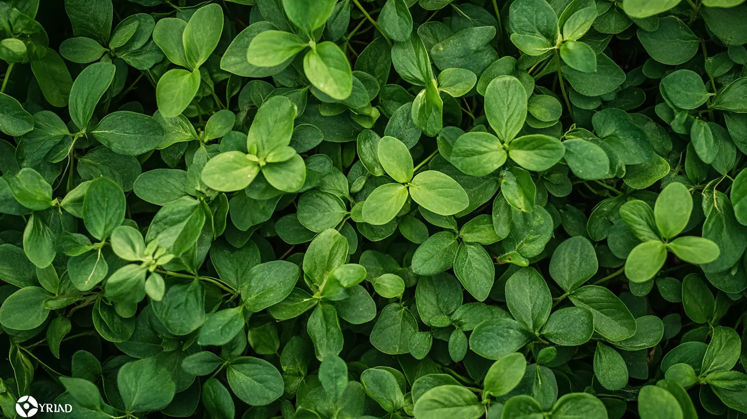 Post Emergent Herbicides in Lakewood Ranch, FL: Complete Guide for Weed Control