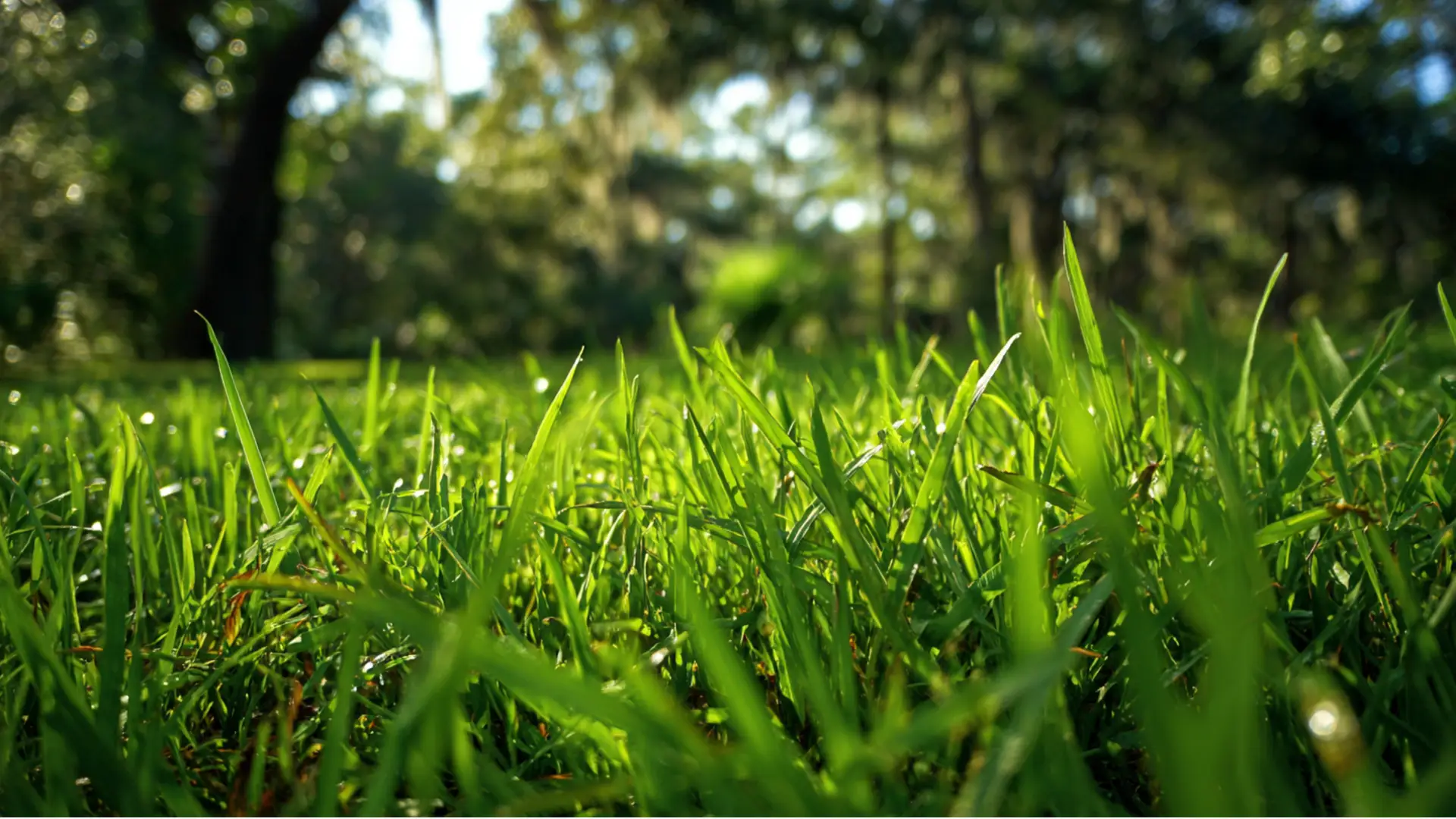 St Augustine Grass in Parrish, FL: Your Lawn’s High-Maintenance Diva