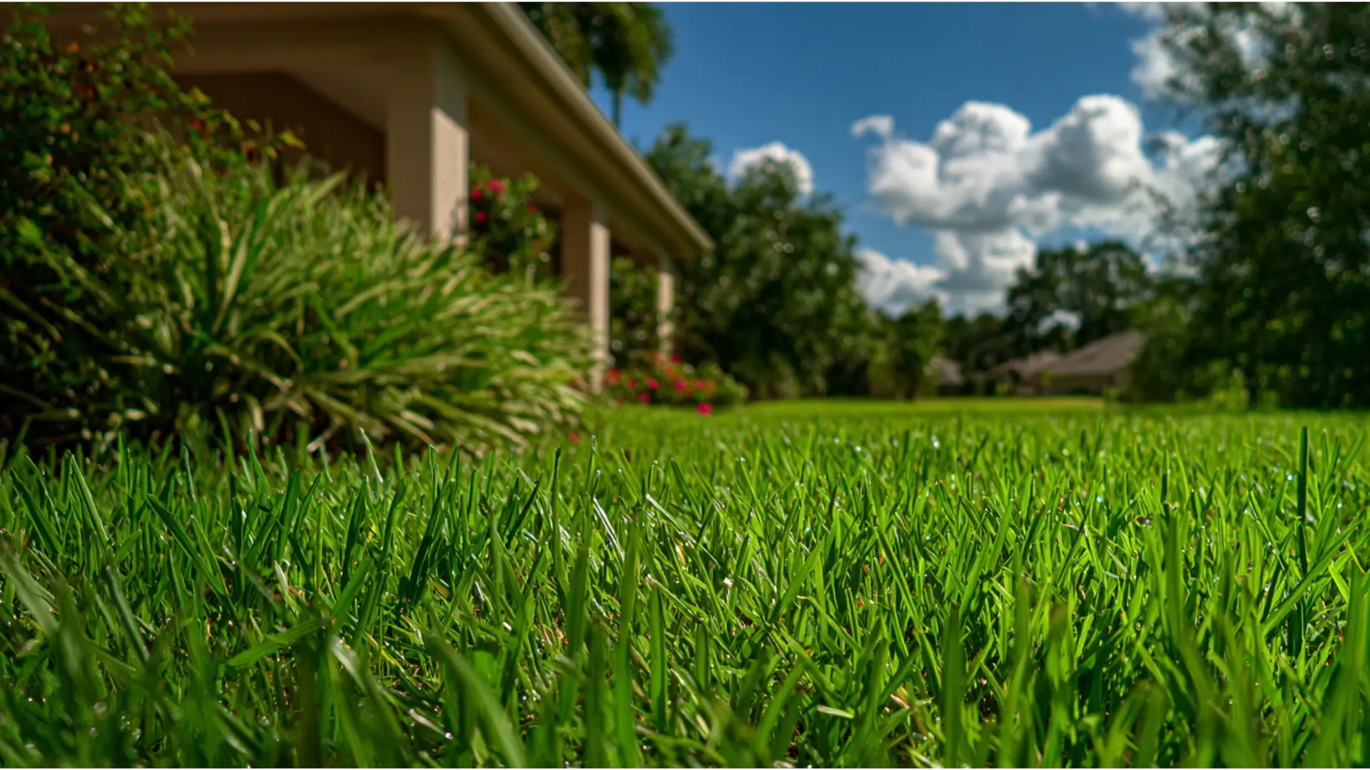 October Lawn Care in Bradenton: How to Keep St. Augustine Grass Happy Before Winter Hits